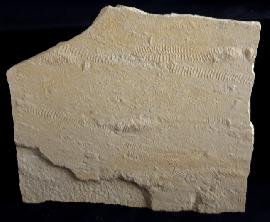 Solnhofen - Painten - Rollspuren mehrer Ammoniten (Perisphinctes)